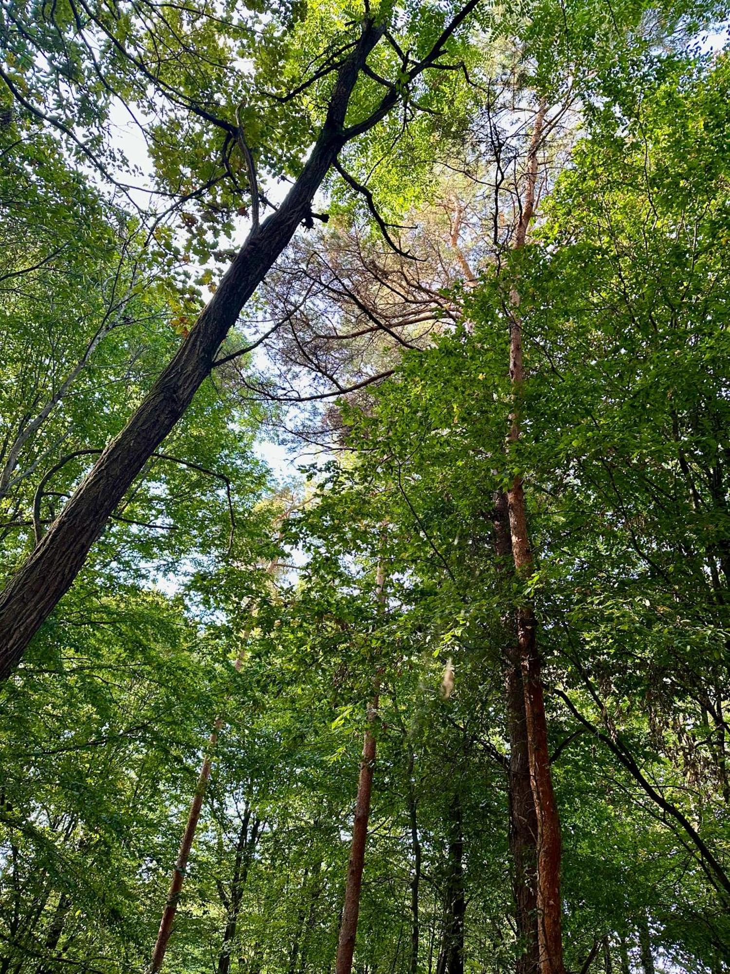 Living Forest Resort Моравске-Топлице Екстериор снимка